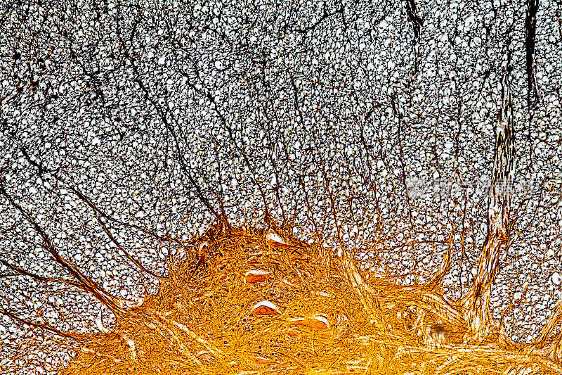 显微镜下脊髓横切面显示神经元和胶质细胞(神经组织)