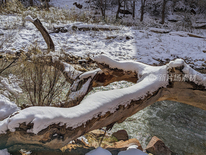 在锡纳瓦瓦视点，犹他州锡安国家公园维珍河被雪覆盖的原木