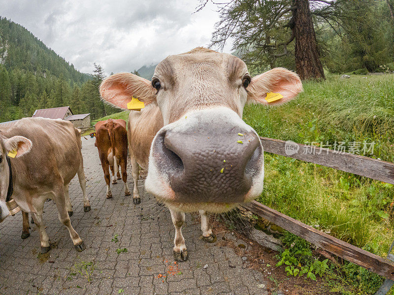 在瑞士阿尔卑斯山的一个农场，等待挤奶的牛