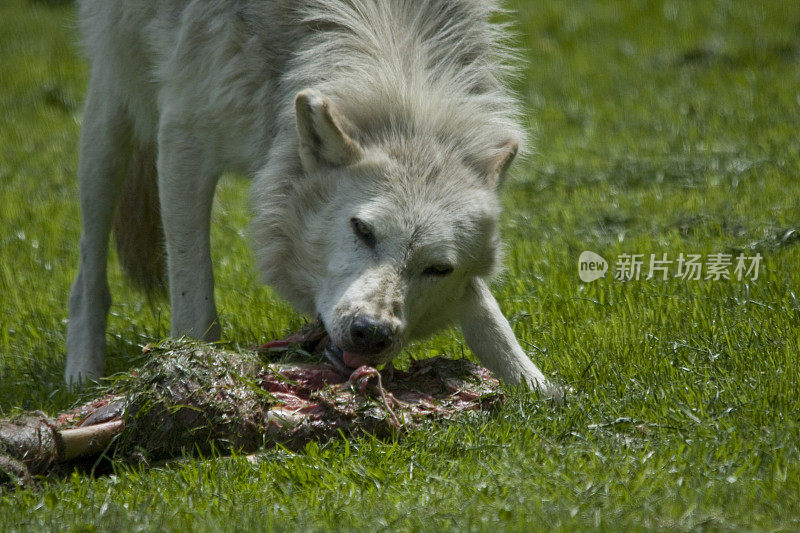 狼吃生肉