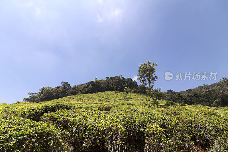 春日茶园风景秀丽