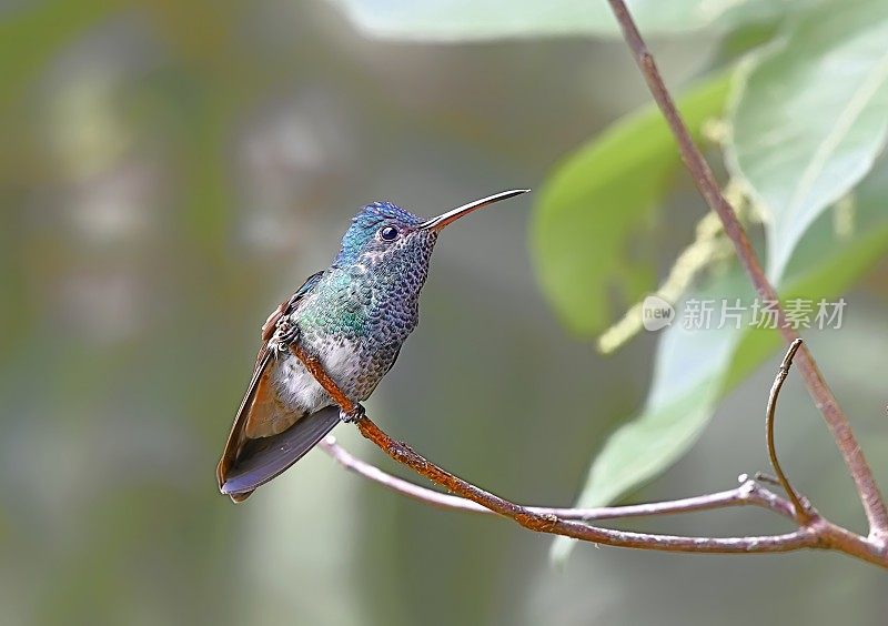 金尾蓝宝石蜂鸟