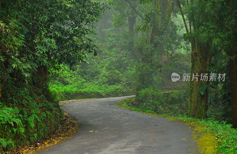 在大吉岭地区的一个小镇Kurseong的Dow山上，一条黑暗的、绿色的森林道路被雾覆盖。