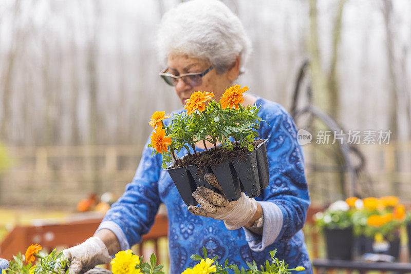 春天的园艺。专心致志，一位老年妇女在花盆里种植万寿菊。