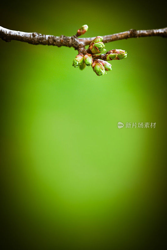 春天的花朵