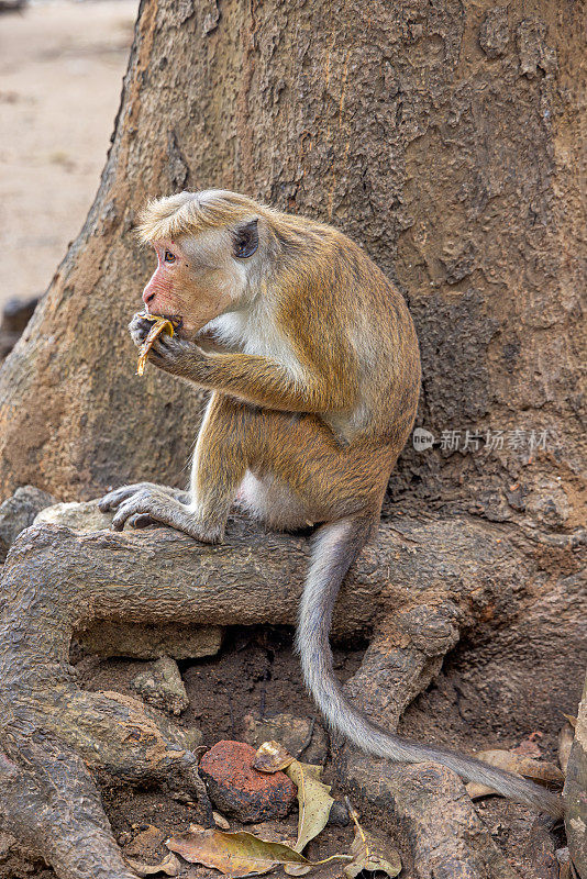 猕猴或中国猕猴坐在树根上吃香蕉