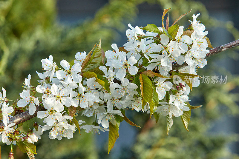 长着白花和嫩叶的树枝。樱花、杏树、苹果树、梨树、李子树或樱花盛开。模糊背景上的特写
