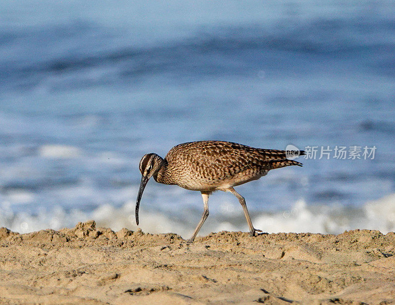 鹬在沙滩上进食，身后是海浪。