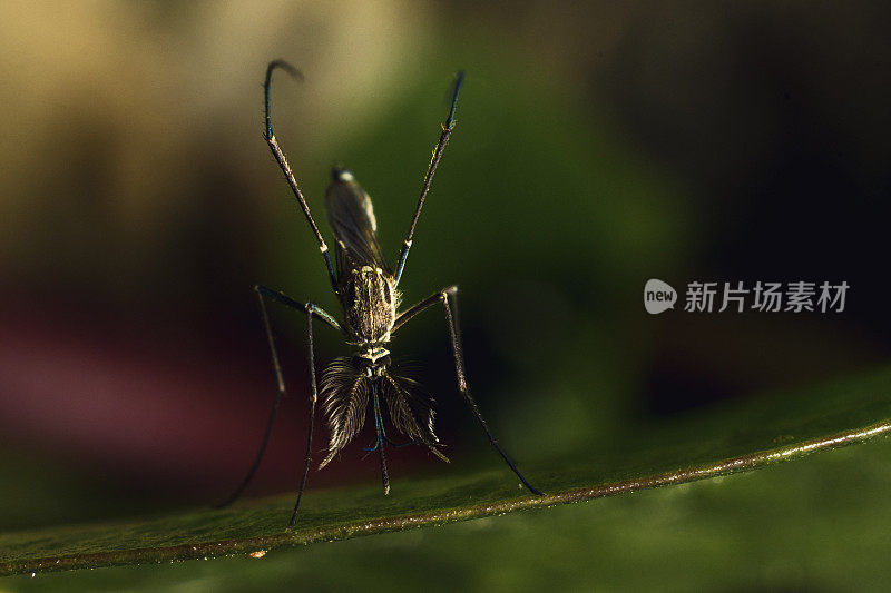 丛林蚊子库存照片