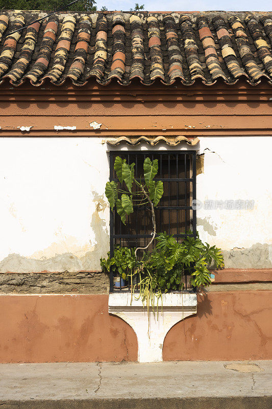 殖民地风格房子的窗户，有盆栽