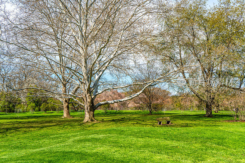 巨型梧桐树在皇家植物园-植物园，汉密尔顿，加拿大