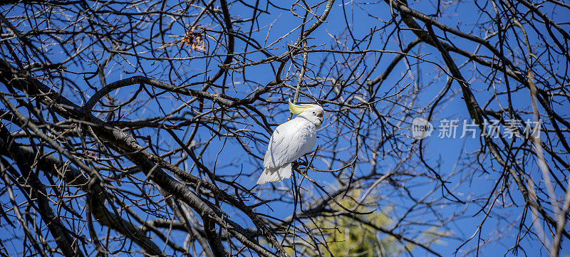 树上的硫冠凤头鹦鹉