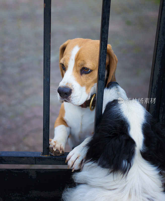 两只深情的狗:比格犬和边境牧羊犬