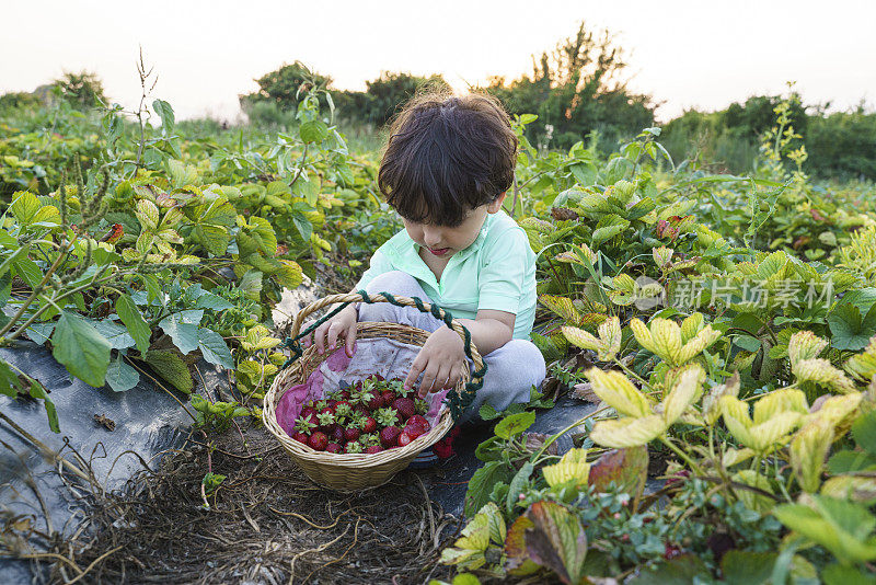 小男孩在有机草莓地里采摘新鲜草莓