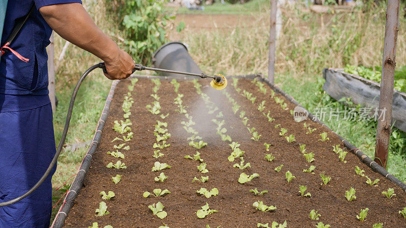 农民在蔬菜床上喷洒生物发酵水。