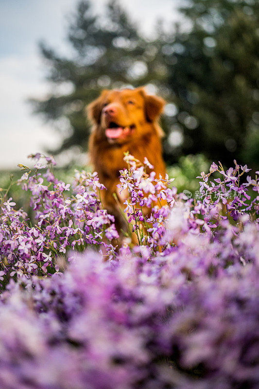 红狗新斯科舍省鸭寻回坐在紫色的花朵在日落。