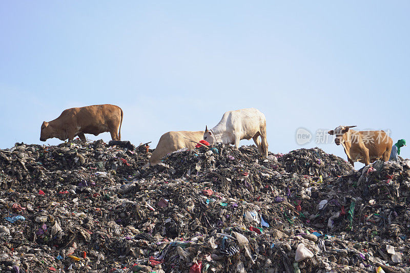 堆积如山的垃圾堆积在皮云干垃圾填埋场，可以看到拾荒者和动物。日惹废物管理紧急情况。