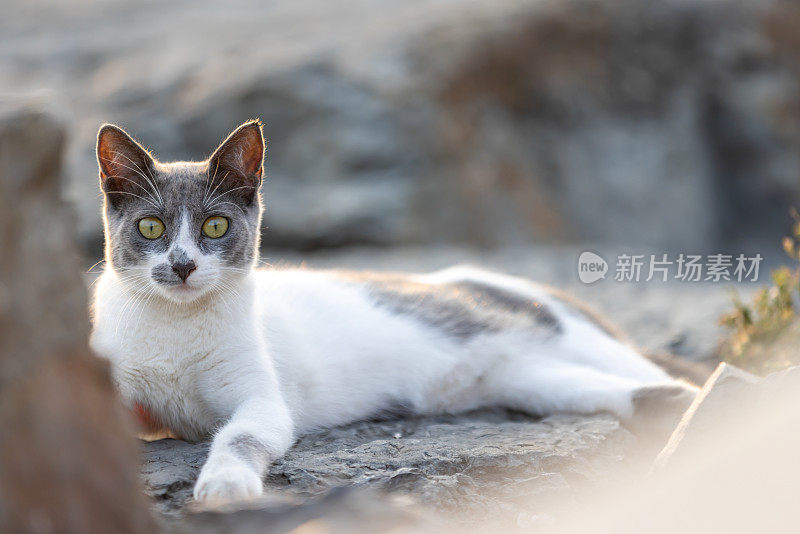 灰白色的流浪猫。