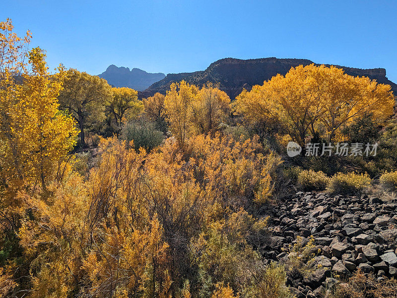 2023年秋天，沿着锡安走廊的SR-9风景小路和高速公路，在犹他州锡安国家公园附近的维珍河上，欣赏史密森尼丘的景色