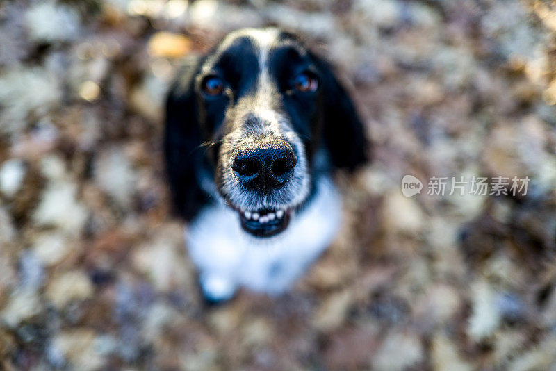 野外繁殖的英国可卡犬