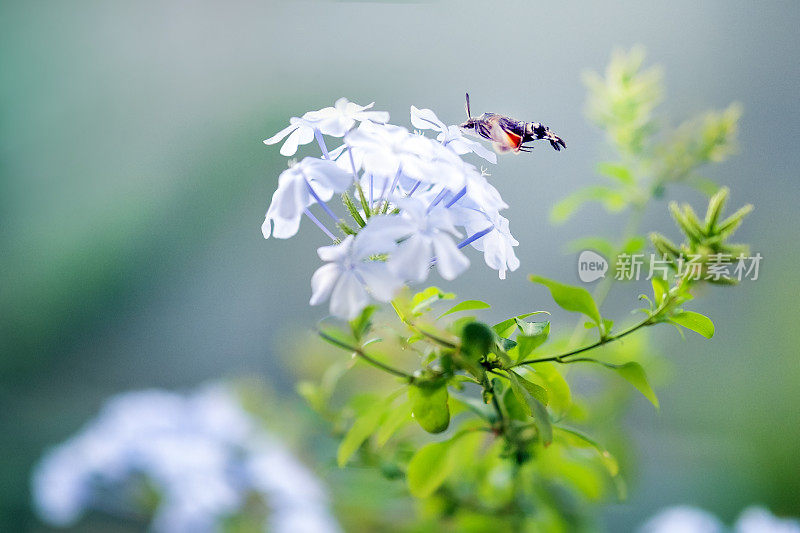 橙色的蜂鸟喝蓝色花朵的花蜜