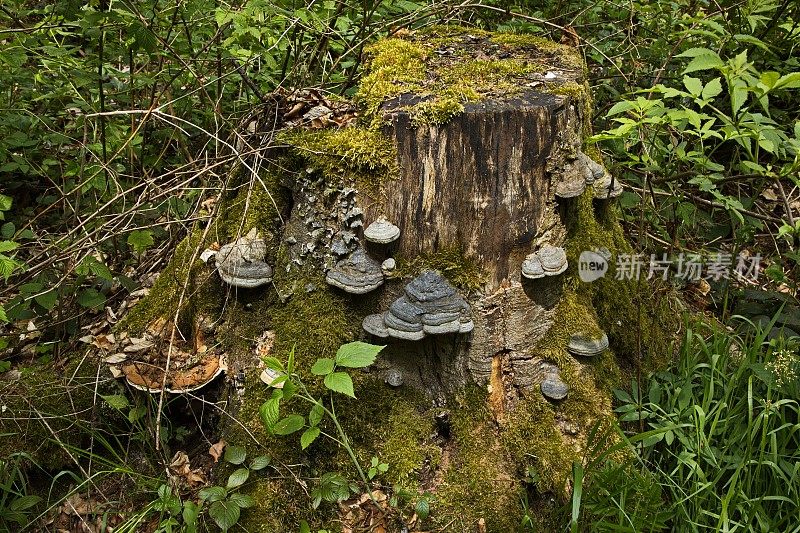 欧洲捷克共和国的老树桩上有支架真菌