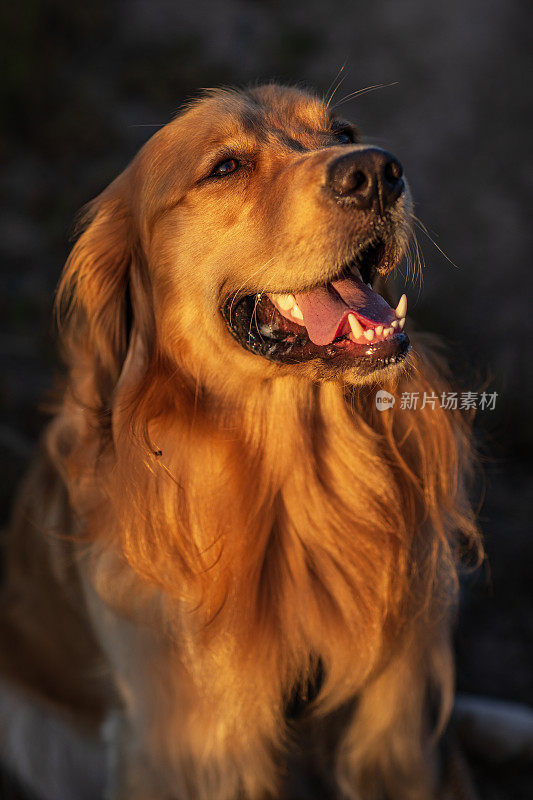 在温暖的午后阳光下，金毛猎犬在草地上散步的肖像。