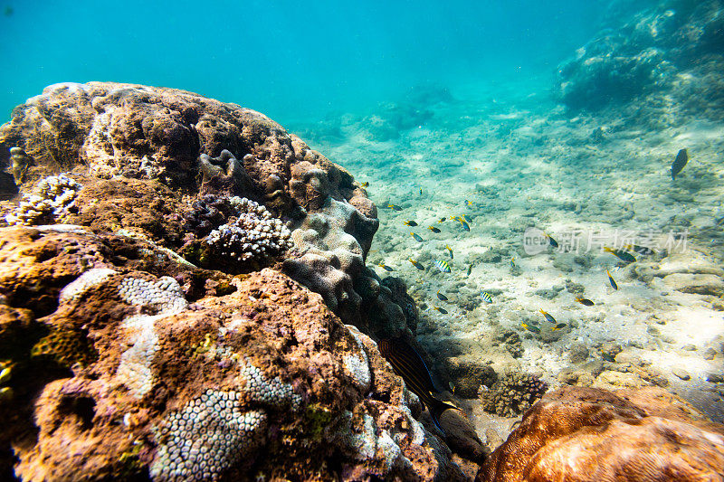 珊瑚礁与棕色，绿色和紫色的珊瑚。拍摄于Hikkaduwa。