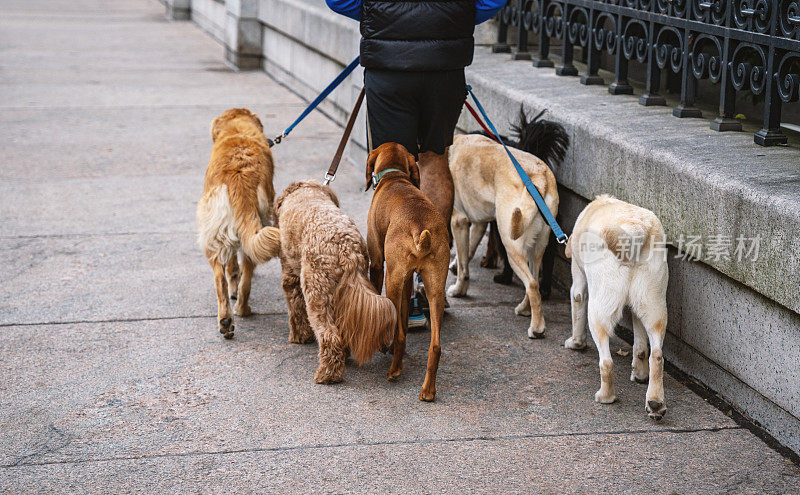 纽约街头，一个遛狗人牵着一群狗在散步