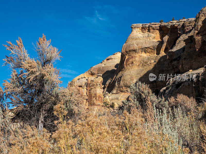 一个大山艾树的低角度视图，后面是砂岩悬崖。