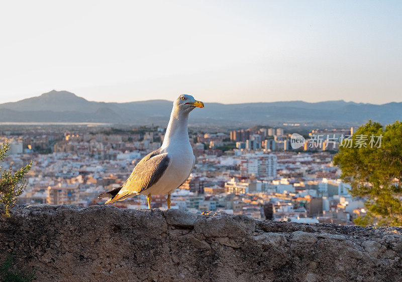 海鸥鸟以西班牙阿利坎特城为背景，在夕阳的余晖中，黄昏的暮色中。全景。