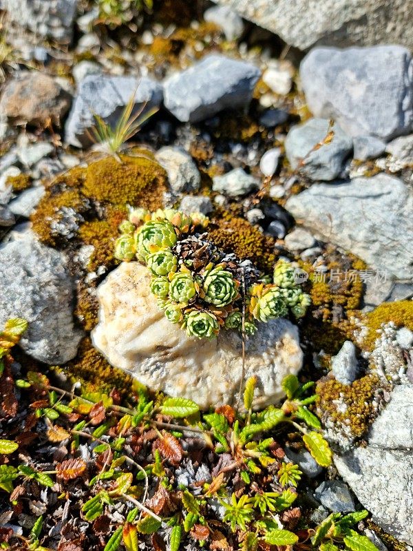 阿尔卑斯山上的小植物