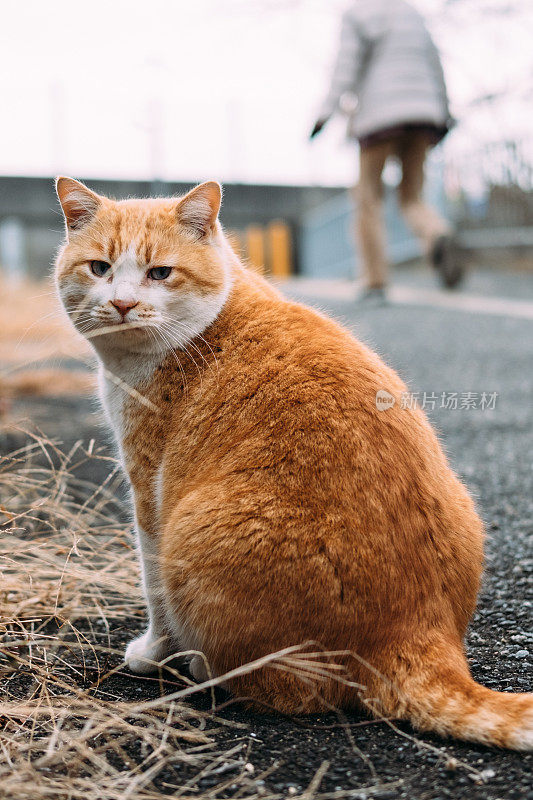 一只猫带着忧郁的脸回头看