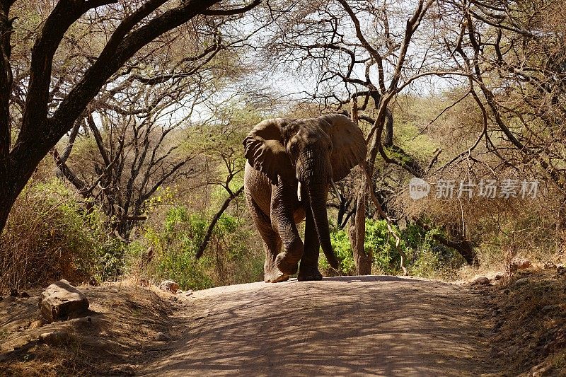 非洲野生动物，碎石路上的公象