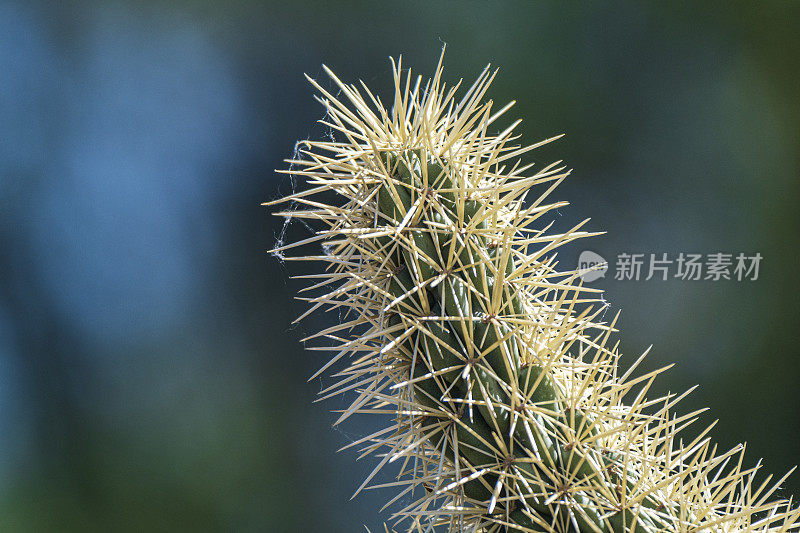 朱拉仙人掌的特写