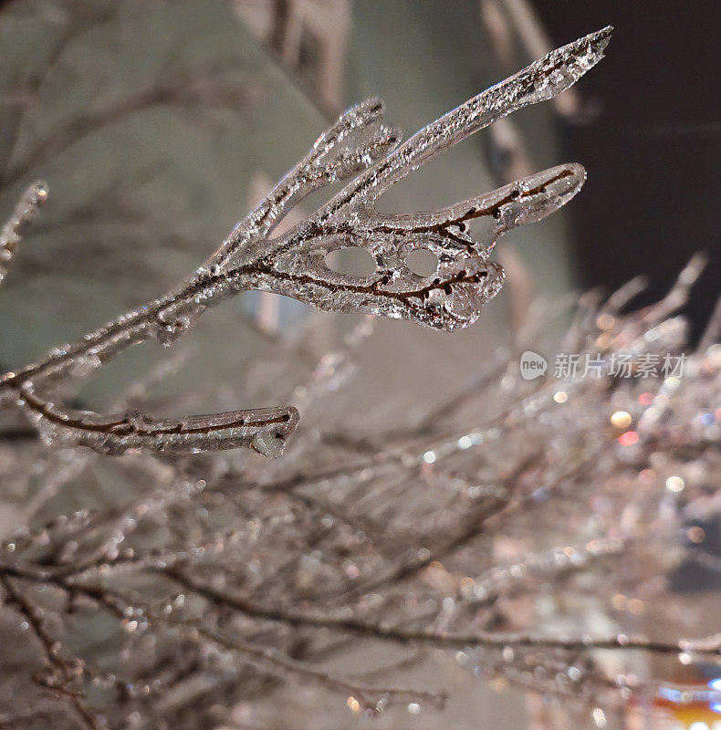 冻雨落在夜里的树枝上。气象学是天气和环境的概念。