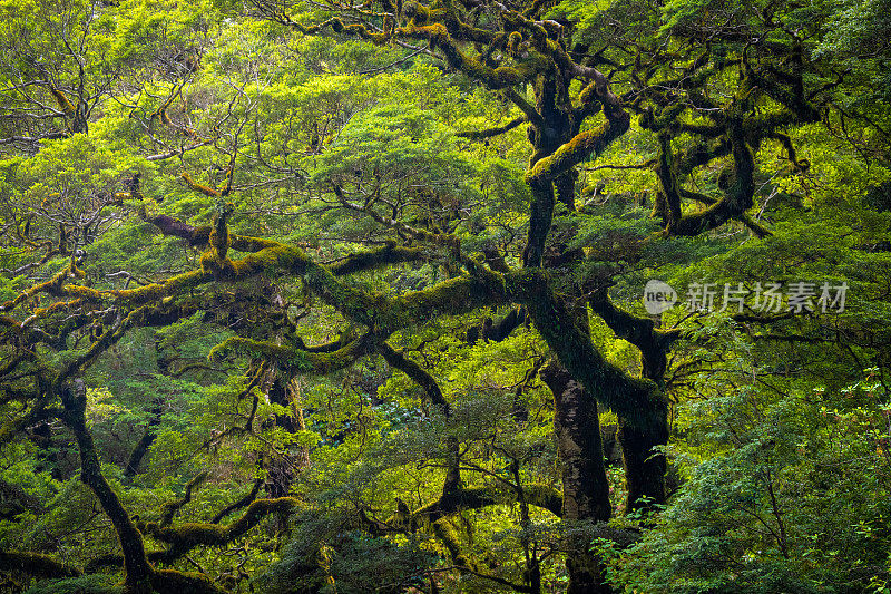 新西兰郁郁葱葱的热带雨林