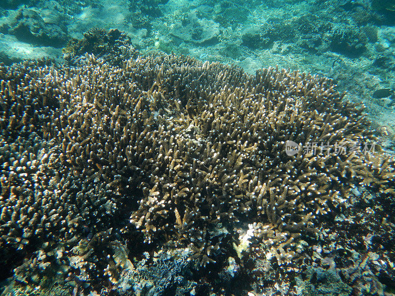 在印度尼西亚巴厘岛水下浮潜