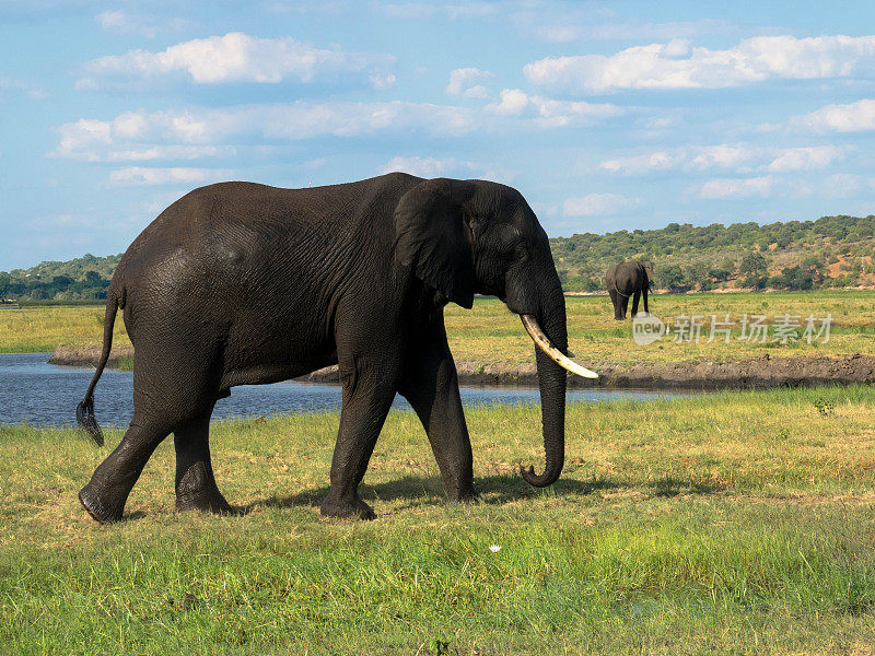 一只美丽的大象在自然栖息地的肖像，野生动物，狩猎狩猎，生态旅游和旅游，国家公园，非洲