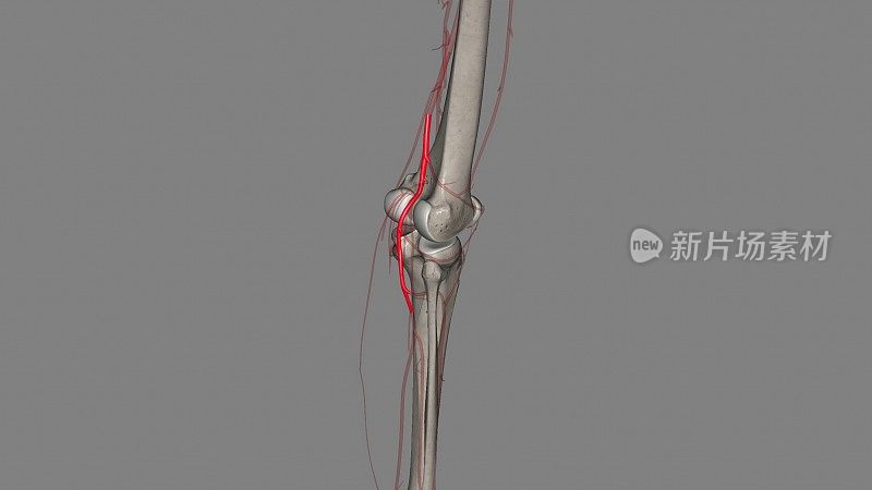 腘动脉是腿的大动脉之一。它是股动脉的延续
