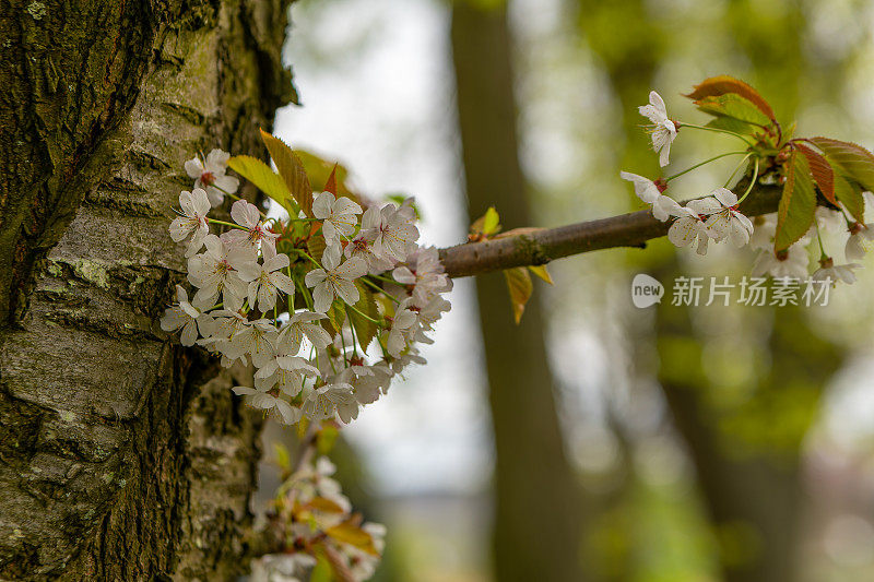 春天，树上开着白色的樱花
