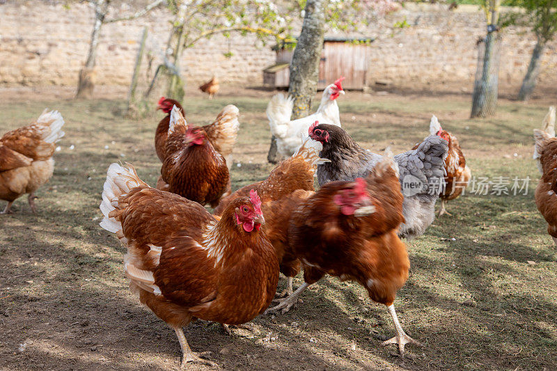 英国农场外的自由放养母鸡