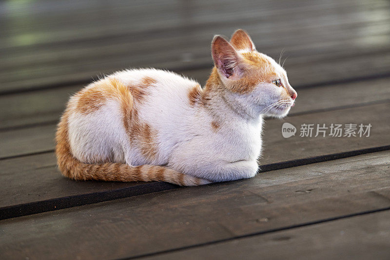 虎斑猫展示它的侧面