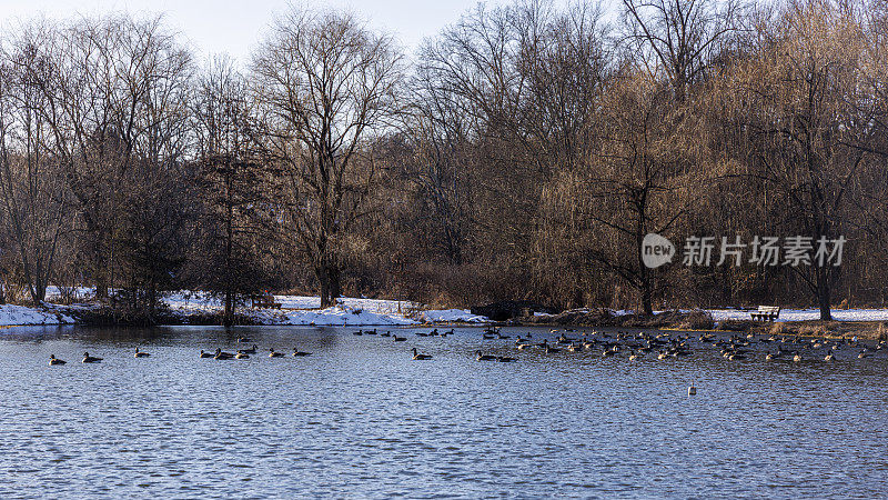 宁静的冬季公园，湖上有鸭子，光秃秃的树上有雪