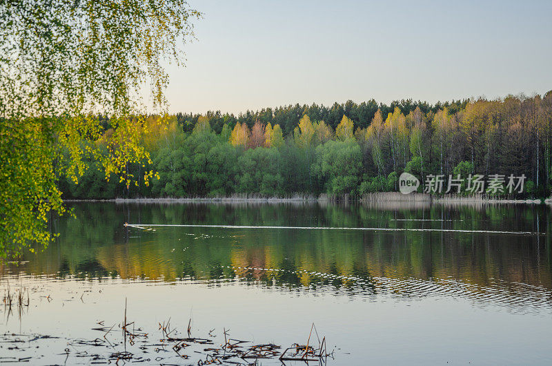 美丽的湖景透过树枝与森林在水中的倒影