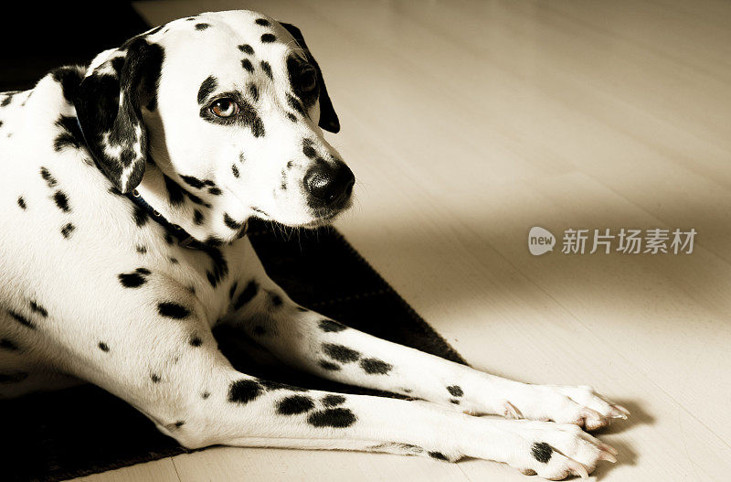 达尔马提亚犬