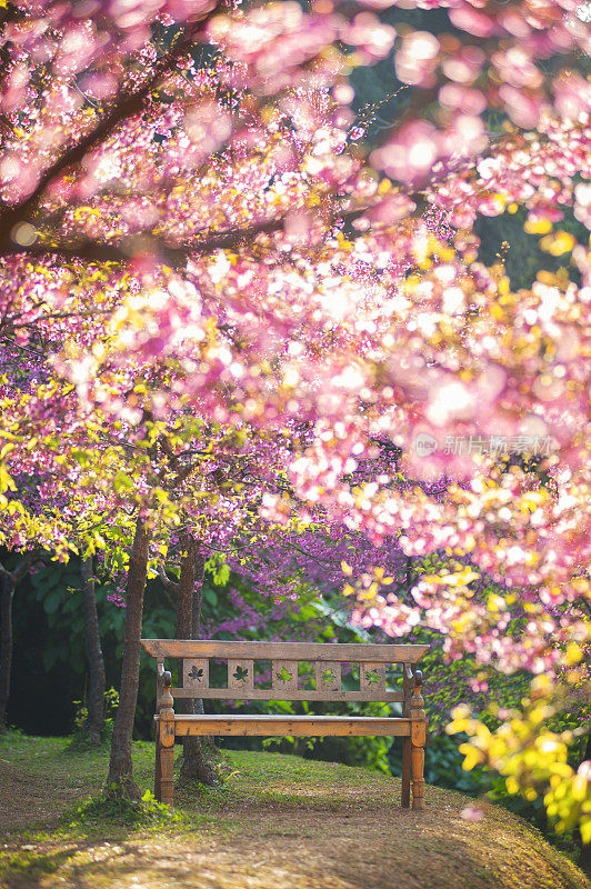 花园长椅下的粉红色樱花，模糊的风格