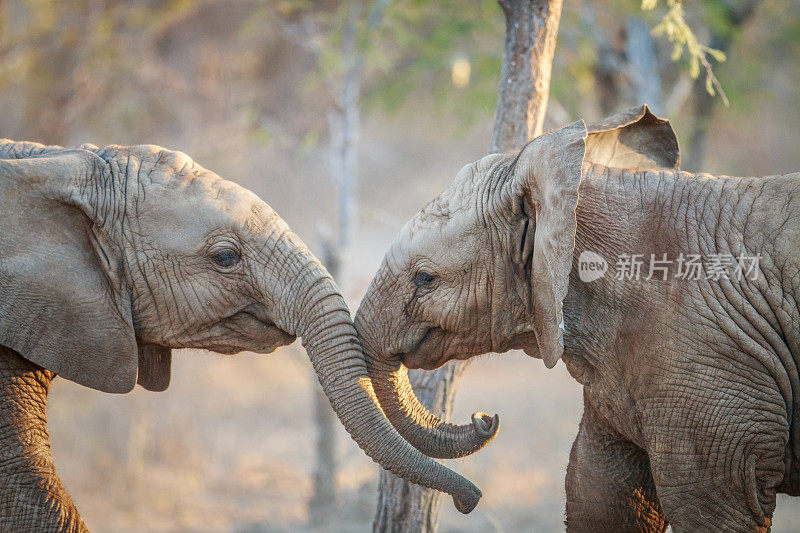 两头大象玩。