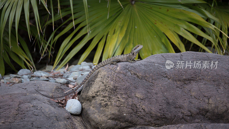 蜥蜴坐在岩石上