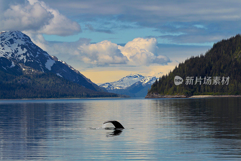 鲸鱼尾巴在平静的水域阿拉斯加